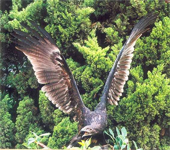 Với bộ móng sắc lẹm như dao, nó dễ dàng xả thịt con mồi để ăn một cách ngon lành. 