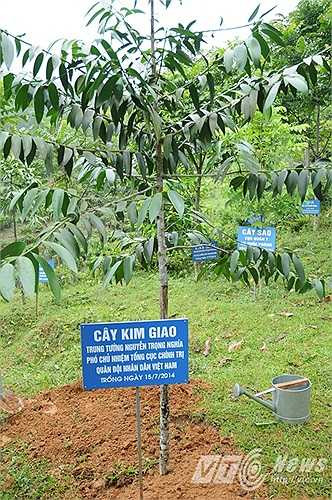 Cây kim giao Trung tướng Nguyễn Trọng Nghĩa trồng ở khu di tích ATK