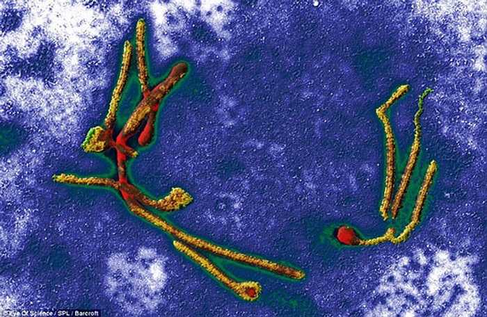 Virus Ebola