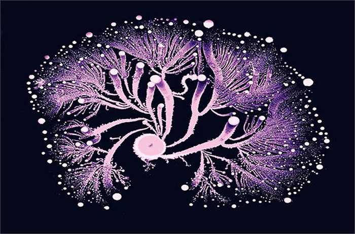 Vi khuẩn que Paenibacillus