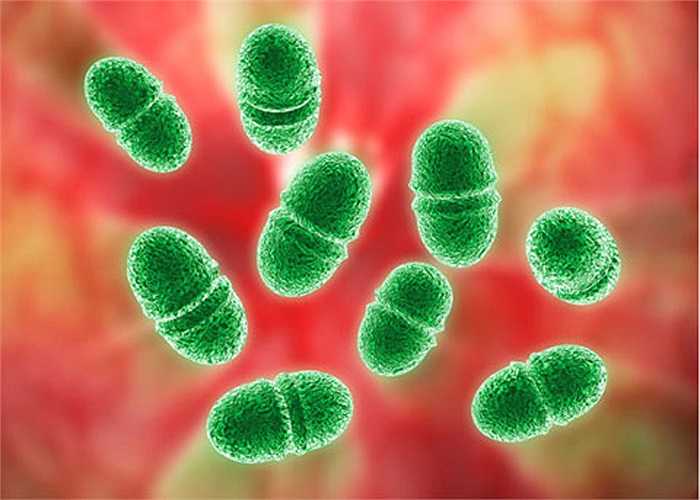 Enterococcus faecalis, một trong những siêu vi khuẩn có khả năng chống thuốc kháng sinh trong một giai đoạn phát triển.