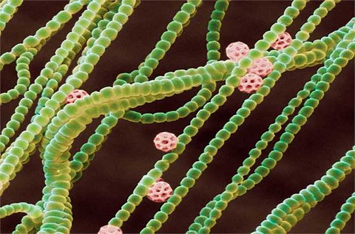 Vi khuẩn lam (Cyanobacteria) là vi khuẩn có khả năng quang hợp.