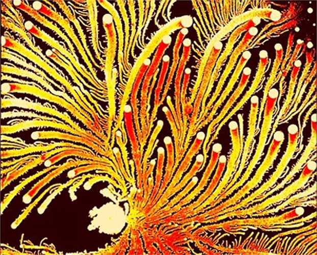 Hình ảnh xoáy đỏ này trông giống như cụm khuẩn P. vortex.