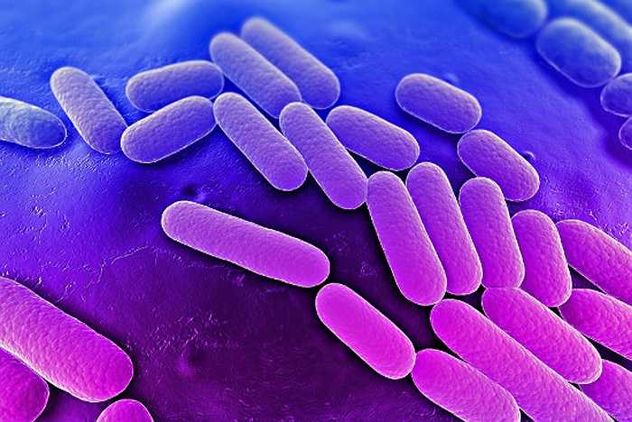 Vi khuẩn enterobacteriacea