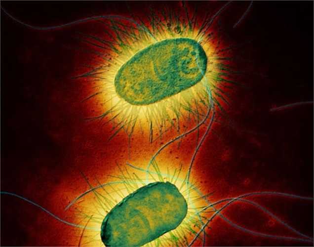 Vi khuẩn Ecoli