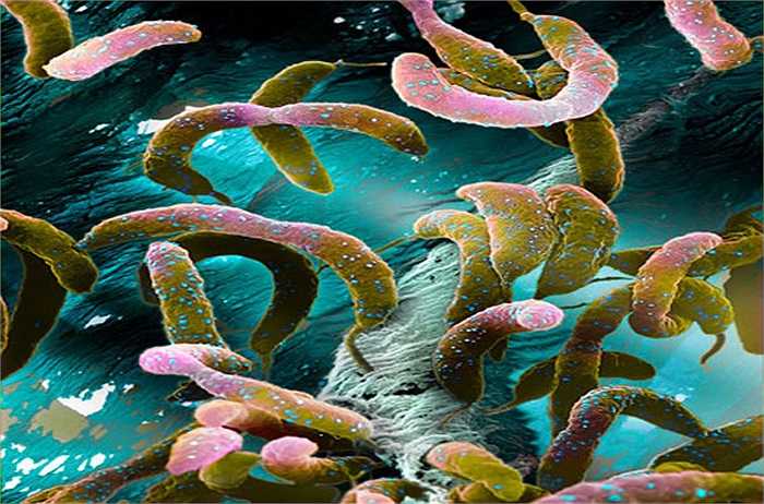 Vi khuẩn Caulobacter crescentus thường xuất hiện trong sông, suối và ống cống