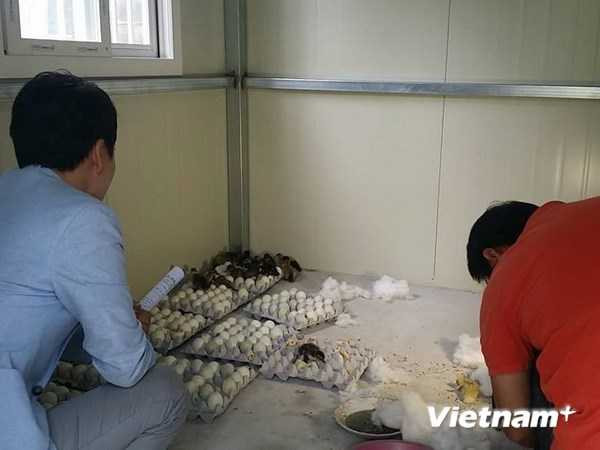 Mua bán trứng vịt lộn ở Hàn Quốc có thể bị phạt 1.000 USD