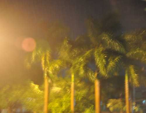 Gió bão làm cây cối ở Móng Cái nghiêng ngả - Ảnh: Thúy Hằng