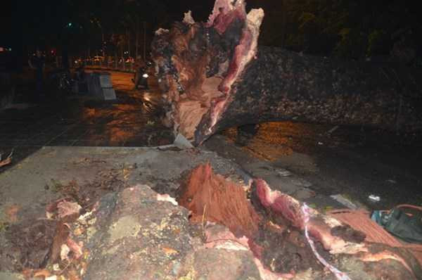 Phần gốc cây gần như không có chút rễ. Ảnh: Thanh Hà/TPO