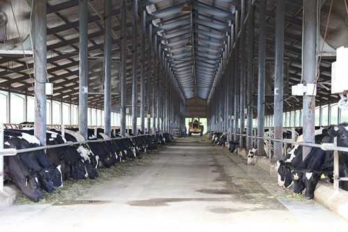 Trang trại bò sữa đầu tiên tại Đông Nam Á được Global G.A.P chứng nhận đạt tiêu chuẩn quốc tê.