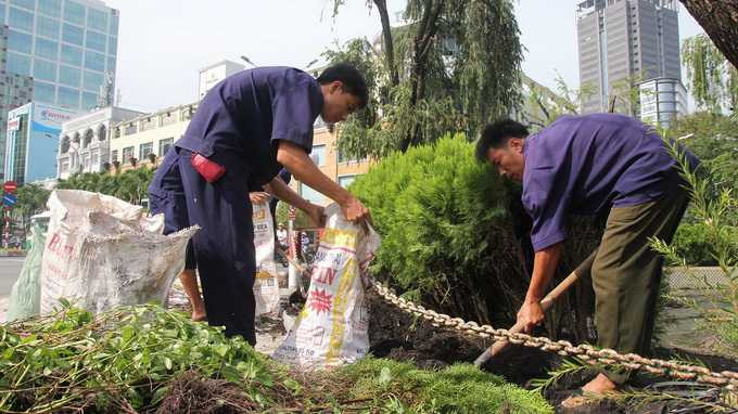 Những cây xanh quý sẽ được bứng đi trồng chỗ khác - Ảnh: Mậu Trường