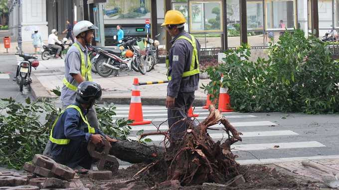 Các công nhân cây xanh đang bứng một cây xanh đường Lê Lợi để chuẩn bị thi công - Ảnh: Mậu Trường