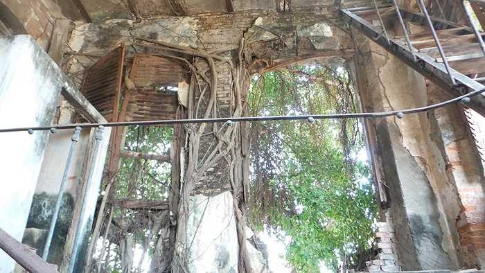 Rễ cây cổ thụ ăn xuyên qua tường làm nứt, tách vữa trát. 