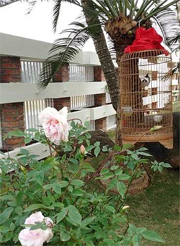 Không gian xanh được vợ chồng Trọng Tấn đặc biệt coi trọng.