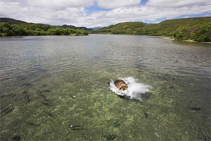 Gấu xám một mình giữa đàn cá hồi