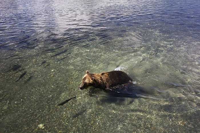 Con gấu đi săn giữa đàn cá hồi