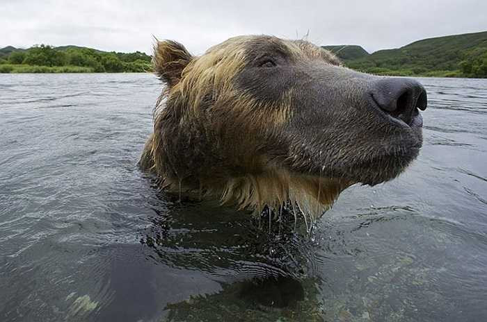 Nhiếp ảnh gia luôn cẩn thận với các biểu hiện của con gấu