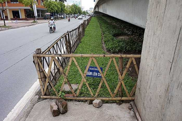 Hàng rào nứa quây dải phân cách trên đường Phạm Hùng.