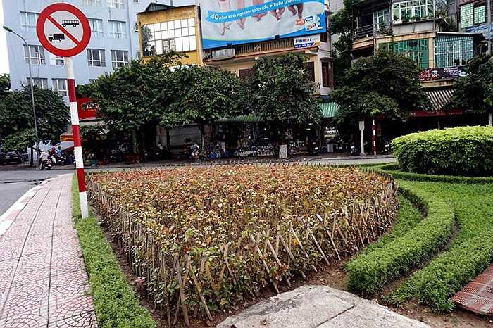 Vườn hoa được thiết kế hình bán nguyệt khá cầu kỳ được rào bằng nứa trên dải phân cách phố Văn Cao.