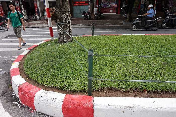 Dải phân cách trên đường Trần Đăng Ninh được quây bằng cọc tre và dây nilon.