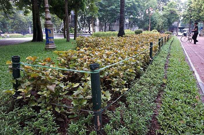 Có lẽ để tăng phần thẩm mỹ, những cọc tre dùng để chăng dây nilon còn được sơn xanh.