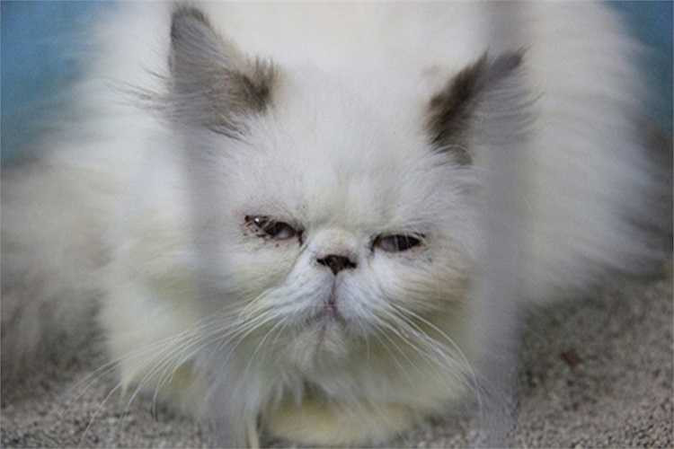 Hiện tại, cơ ngơi của Trung có 40 con mèo giống và hàng chục chú mèo con, trị giá lên đến gần nửa tỷ đồng. 