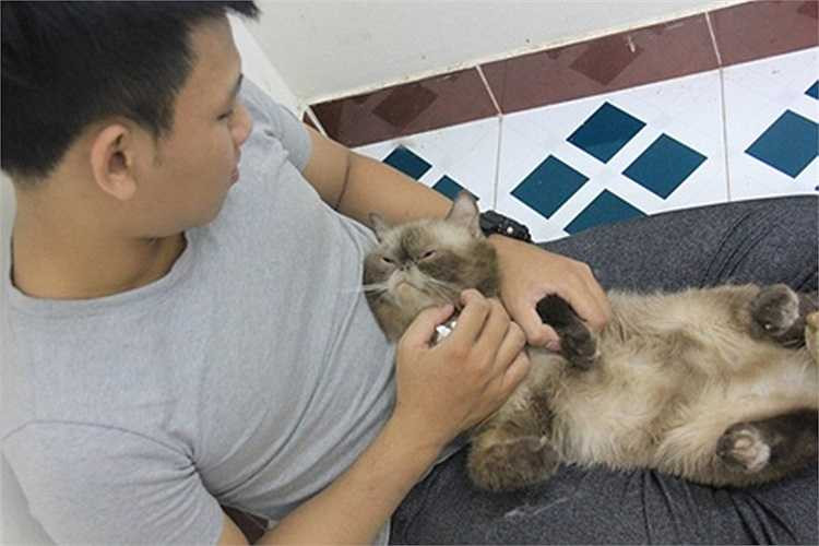 Mỗi năm, một con mèo cái sẽ đẻ từ 2 - 3 lứa, mỗi lứa 5 - 6 con con, có lần mèo mẹ đẻ nhiều được 7 con/lần. 