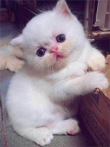 Khi mèo còn 1,5 - 2 tháng tuổi là bán được. Mức giá đắt rẻ tùy theo giống mèo, màu lông. Mèo Anh lông ngắn, mèo Ba Tư màu thường giá 4 - 5 triệu đồng/con.