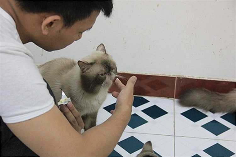 Nếu là mèo đẹp hoặc giống exotic giá 15 - 20 triệu đồng/con. Trung bình tháng nào Trung cũng có hơn 10 mèo con để bán, doanh thu hàng tháng dao động 40 - 50 triệu đồng/tháng