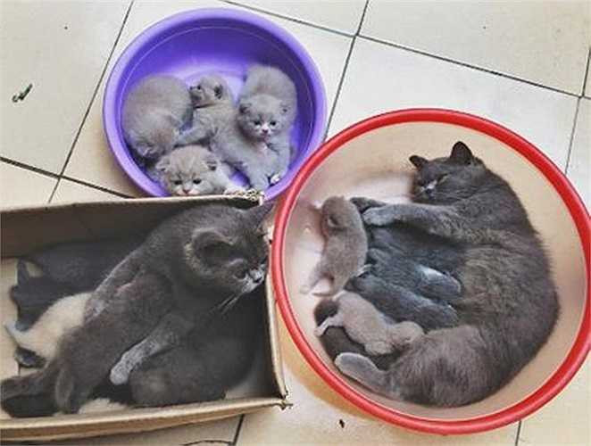 Để sở hữu cơ ngơi như vậy, Trung chia sẻ phải vất vả và thực sự tâm huyết với những chú mèo. Mỗi ngày, Trung phải dậy thật sớm lau mắt, chải lông và cho hơn 40 con mèo ăn, uống sữa 3 bữa/ngày.