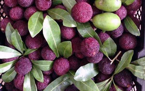 trái cây rừng