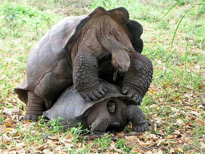 Rùa Galapagos hiện là loài rùa lớn nhất trên cạn. Những chú rùa di chuyển chậm chạp trên quần đảo này nặng tới 400kg, dài tới 2m.