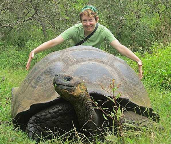 Trên quần đảo Galapagos có 3 loài rùa khổng lồ mang hình dạng đặc trưng cơ bản, gồm loài mai bằng, mai tròn, mai dẹp. 