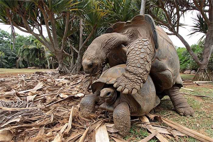 3 loài rùa này vốn có chung một nguồn gốc, nhưng môi trường 3 hòn đảo khá khác biệt, nên quá trình tiến hóa cũng khiến chúng có bộ dạng khác nhau.