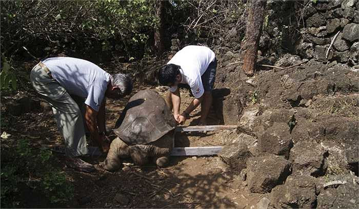 Tuy nhiên, chú rùa khổng lồ ‘George cô đơn’ đã ‘ra đi’ mãi mãi vào năm 2013, khi mới ‘hưởng dương’ khoảng 100 tuổi.