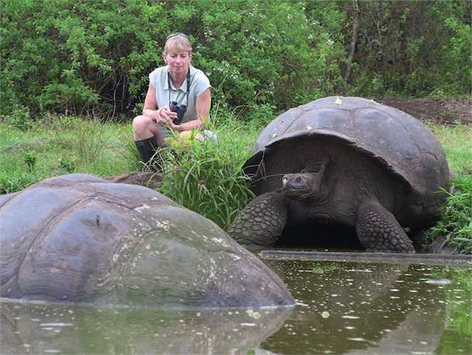 Quần đảo Galapagos được biết tới vào đầu thế kỷ 16 bởi giám mục De Berlanga, người Tây Ban Nha. Trong một chuyến đi biển, bị bão đánh dạt vào bờ, ông đã vô tình phát hiện ra hòn đảo tuyệt vời này. 