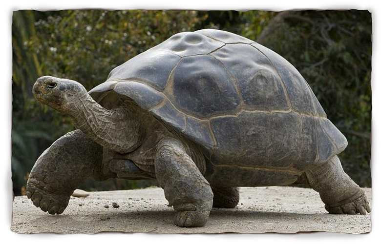 Quần đảo này được hình thành bởi các vụ phun trào núi lửa cách nay 3 triệu năm. Quần đảo Galapagos bao gồm hơn 100 hòn đảo nhô lên khỏi mặt biển, trong đó có 13 đảo lớn. 