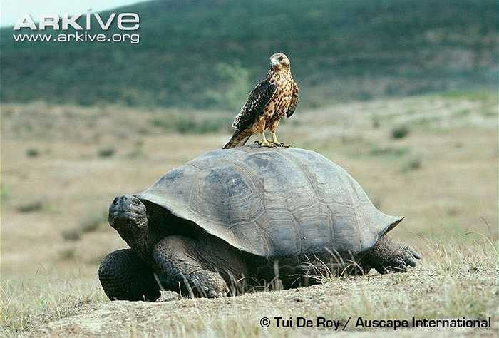 Vào thế kỷ 19, nhà sinh học Darwin đã tìm đến hòn đảo này. Điều ông phát hiện ra, ấy là ở 12 hòn đảo khác nhau trên quần đảo Galapagos, hình dáng của của loài rùa Galapagos cũng khác nhau.