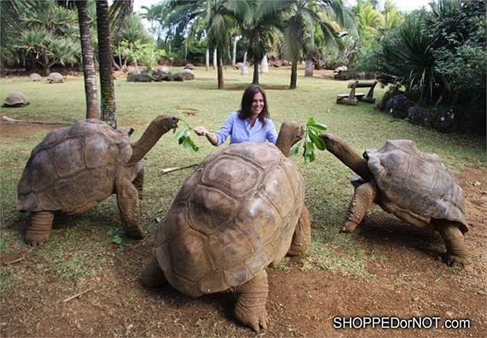 Các loài rùa Galapagos trên quần đảo này đều có nguồn gốc rất xa xưa, từ kỷ nguyên tiến hóa thứ 2. Môi trường sống trên mỗi hòn đảo tách biệt đã biến đổi phần nào bộ dạng chúng.