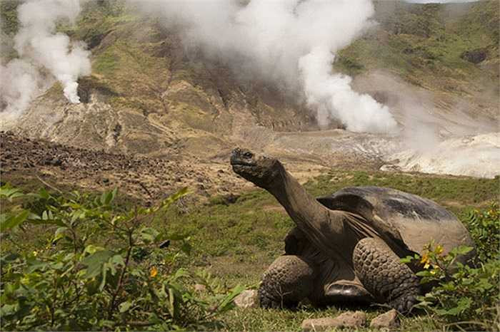 Những chú rùa Galapagos đã tạo nên cảm hứng khiến nhà sinh học Darwin viết nên công trình bất hủ, đó là thuyết tiến hóa.