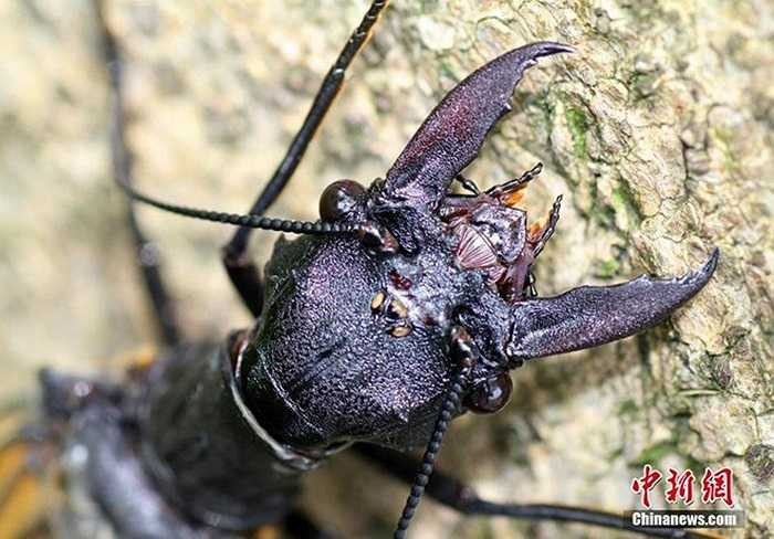 Họ phát hiện nó vào giữa tháng 7.