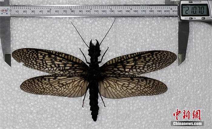 Con bọ có kích thước lớn hơn bàn tay người, với bộ càng to và răng dài. 