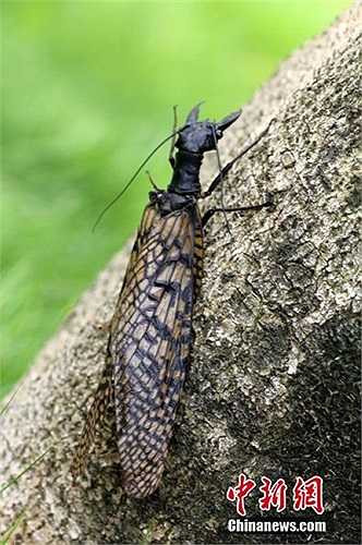 Kỷ lục côn trùng lớn nhất thế giới trước đây thuộc về giống chuồn chuồn 'trực thăng' ở Nam Phi, với sải cánh 19,1 cm.