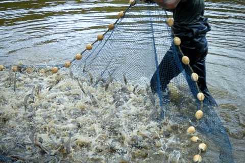 tôm, tạp chất, hình sự, thực phẩm, kinh doanh