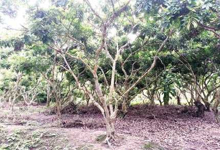 Bi hài chuyện hai nông dân đào vườn tìm kho báu