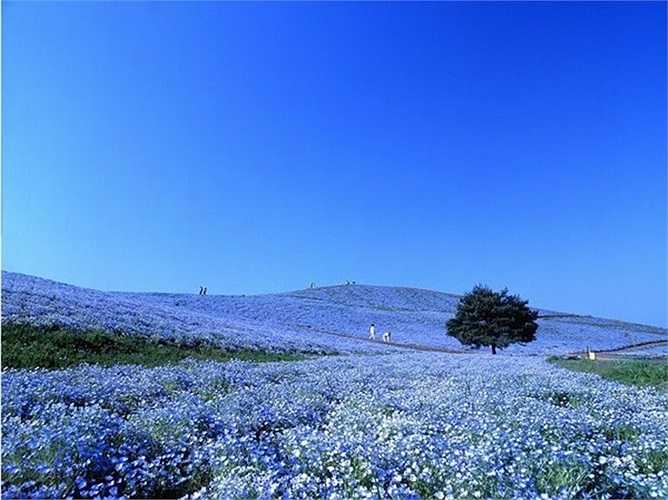 Công viên Hitachi, tọa lạc tại thành phố Hitachinaka, Nhật Bản, mang biệt danh là thiên đường hoa bởi hàng trăm loài hoa khoe sắc rực rỡ suốt 4 mùa. Với diện tích hơn 3,5 ha, du khách đến nơi đây sẽ như chìm vào biển hoa mênh mông tới tận chân trời. Ảnh: Wikipedia