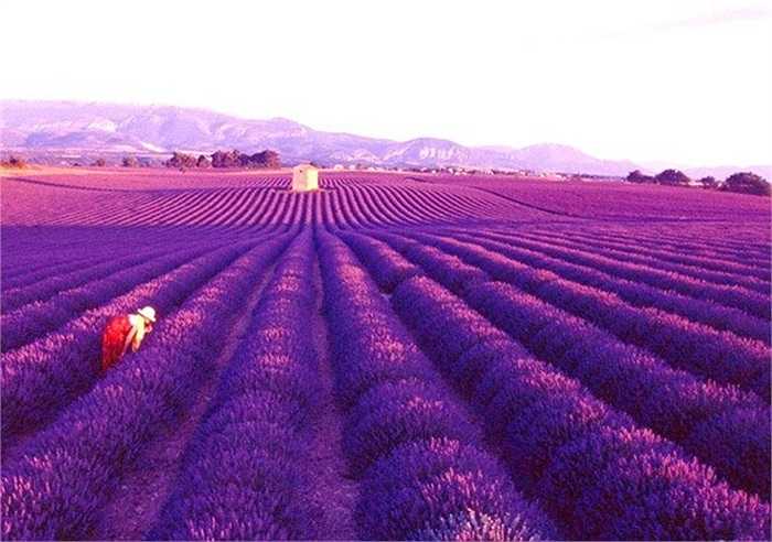 Công viên Hitachi, tọa lạc tại thành phố Hitachinaka, Nhật Bản, mang biệt danh là thiên đường hoa bởi hàng trăm loài hoa khoe sắc rực rỡ suốt 4 mùa. Với diện tích hơn 3,5 ha, du khách đến nơi đây sẽ như chìm vào biển hoa mênh mông tới tận chân trời. Ảnh: Wikipedia