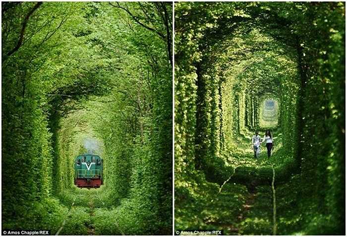 Chẳng biết từ bao giờ con đường xanh ngắt này đã mang cái tên 'Đường hầm tình yêu'. Nó là một đường hầm xe lửa tại khu vực Kleven, Ukraina. Ảnh: REX