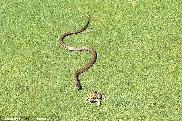 Sự việc xảy ra ở lỗ golf số 17 của câu lạc bộ Gloucestershire, Anh khi một con rắn bò vào sân cố gắng nuốt chửng một chú ếch.