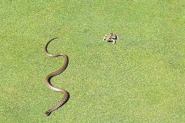 Cuối cùng con ếch cũng thành công. Không nuốt nổi con mồi, rắn bỏ đi